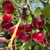 Fruit du cerisier Guin Noir de l'Ariège