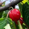 Fruit du cerisier Tardif de Vignola