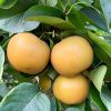 Fruit du nashi Chojuro