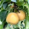 Fruit du nashi Kosui