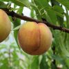 Fruit du pêcher Belle Angevine
