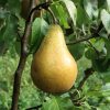 Fruit du poirier Conférence