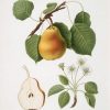 Fruit du poirier Marguerite Marillat
