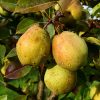 Fruit du poirier Poire Coing
