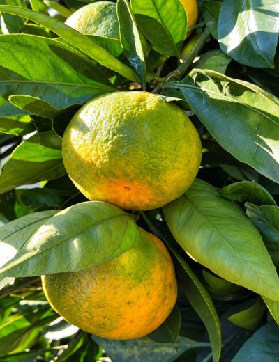 Fruit du mandarinier Satsuma Iwasaki