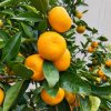 Fruit du mandarinier Okitsu