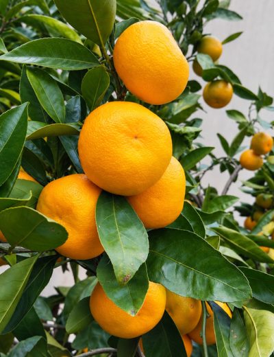 Fruit du mandarinier Okitsu