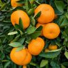 Fruit du mandarinier Satsuma Owari