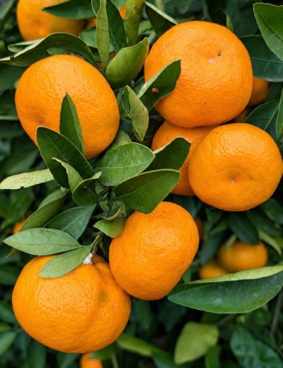 Fruit du mandarinier Satsuma Owari