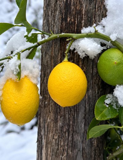 Fruit du citron Meyer