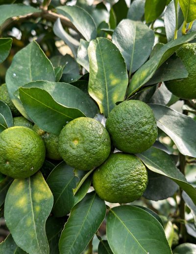 Fruit du citron Sudachi
