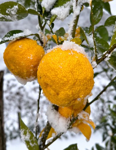 Fruit du citronnier Yuzu