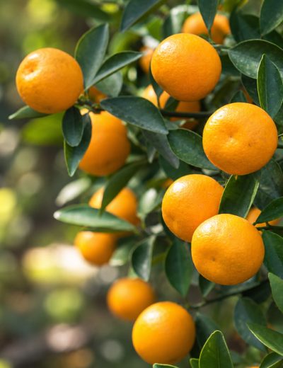 Kumquat Meiwa