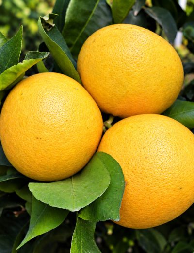 Fruit du pomelo Rio Red