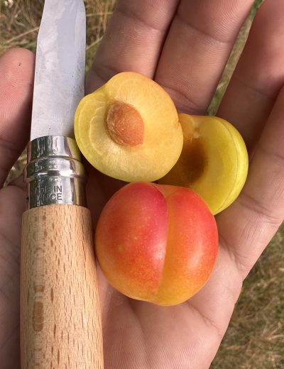 Fruit du prunier hybride Rumyanaya Zorka