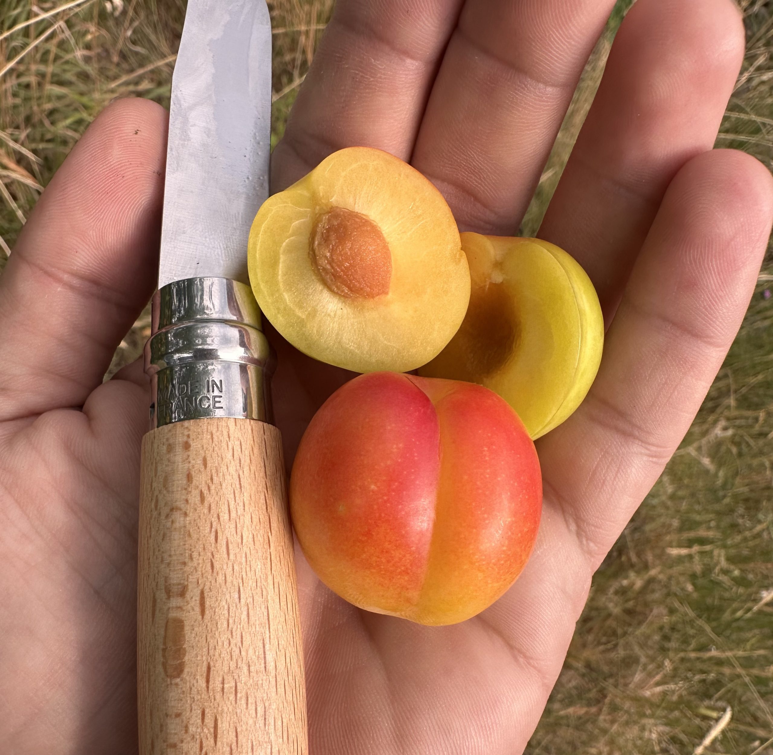 PRUNIERS HYBRIDES